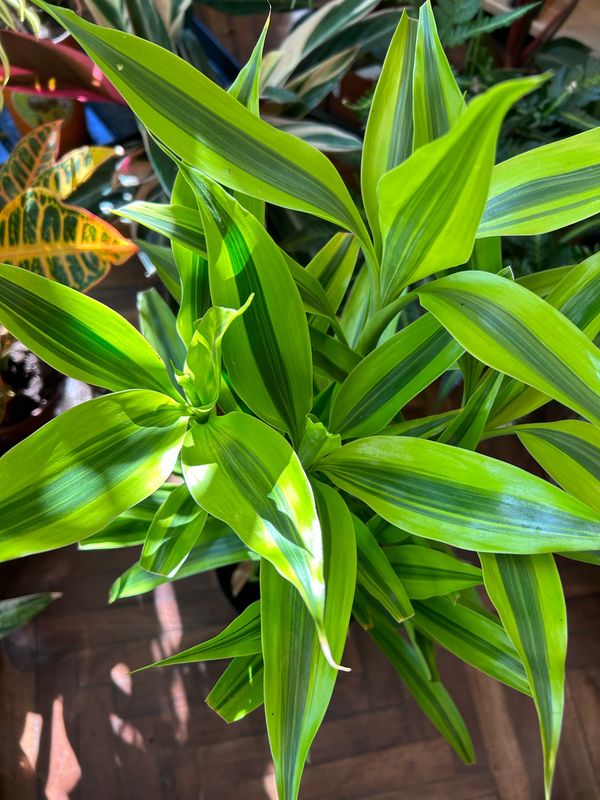 DRACENA 