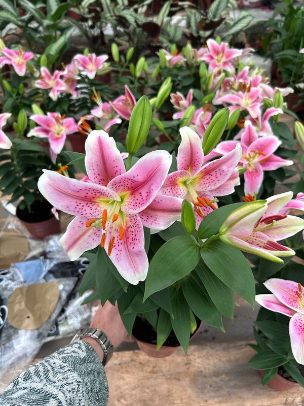LILIUM