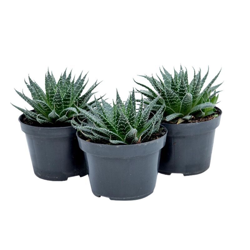ALOE 