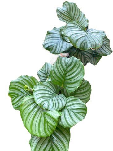 CALATHEA ORBIFOLIA