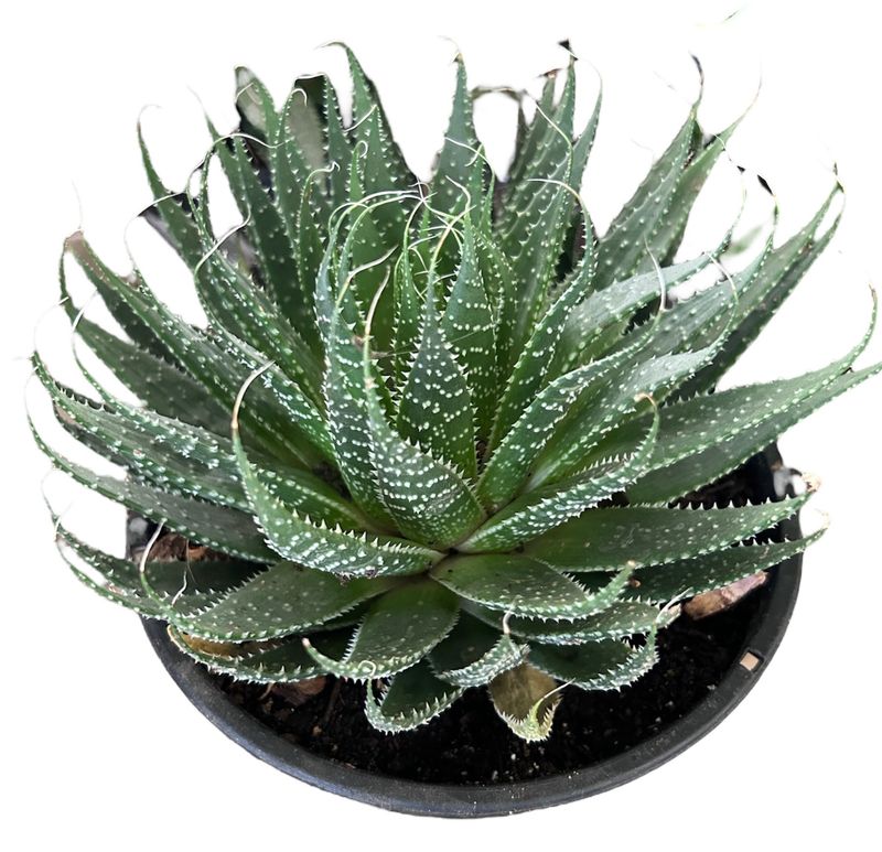 ALOE 