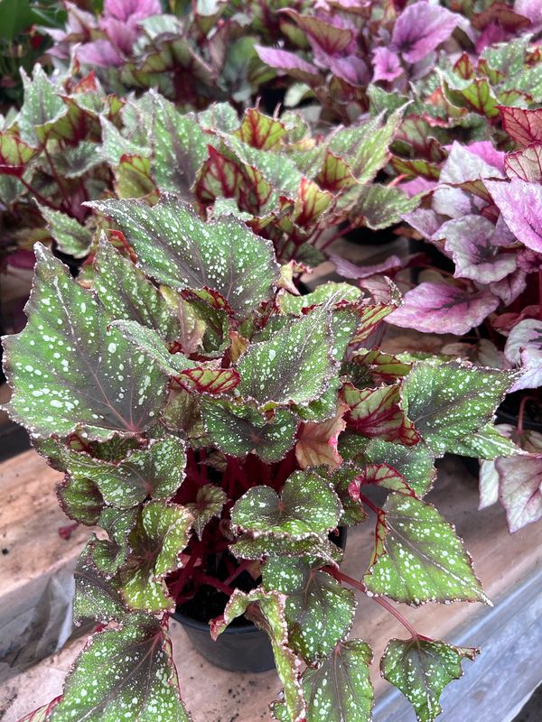 BEGONIA REX