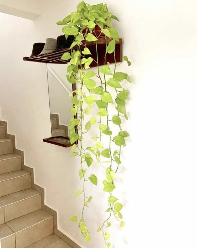 POTUS COLGANTE LIMÓN