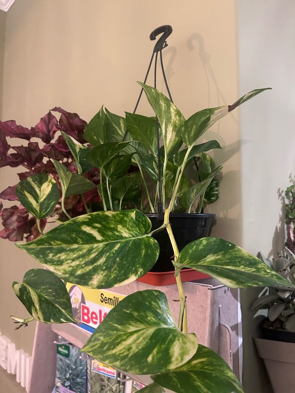 FILODENDRO VARIEGADO