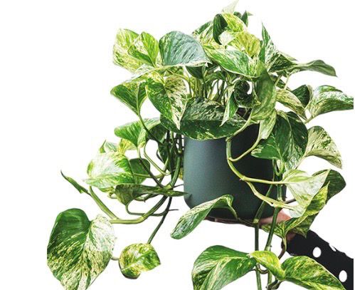 FILODENDRO VARIEGADO