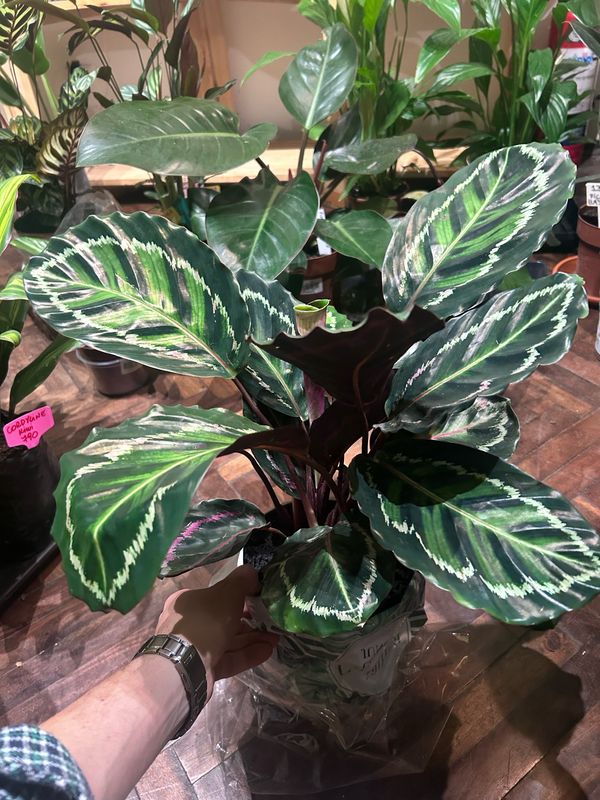 CALATHEA