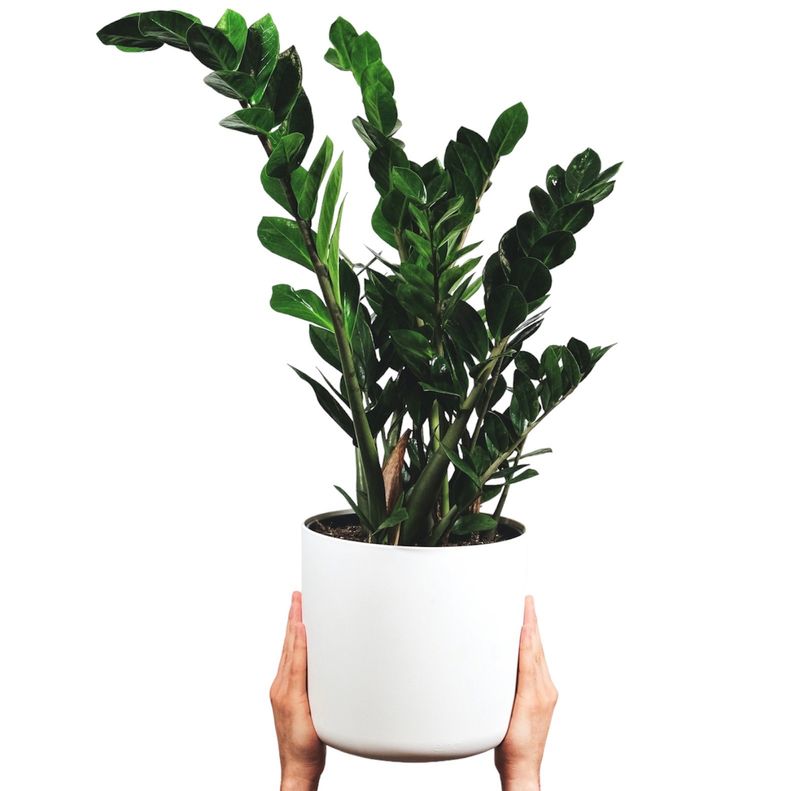 ZAMIOCULCA XL