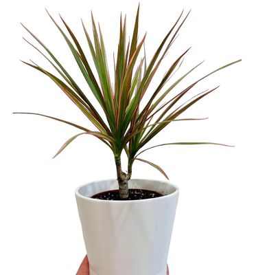 DRACENA TRICOLOR CON MACETA