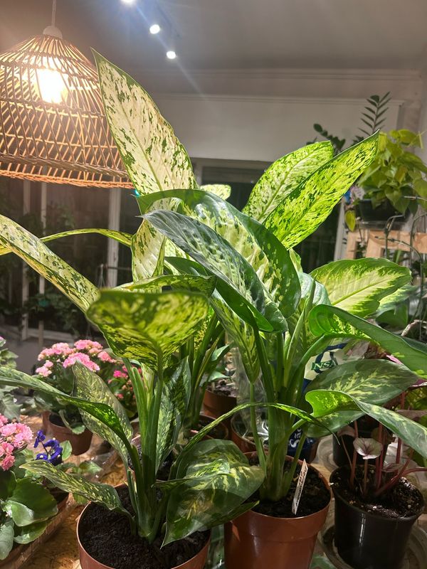 DIEFFEMBACHIA