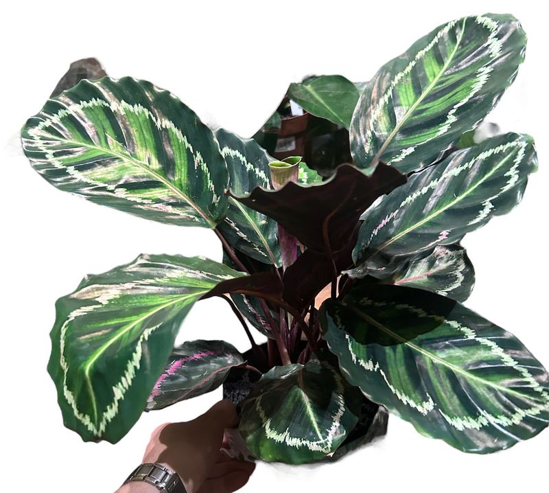 CALATHEA