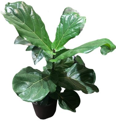 FICUS LYRATA M
