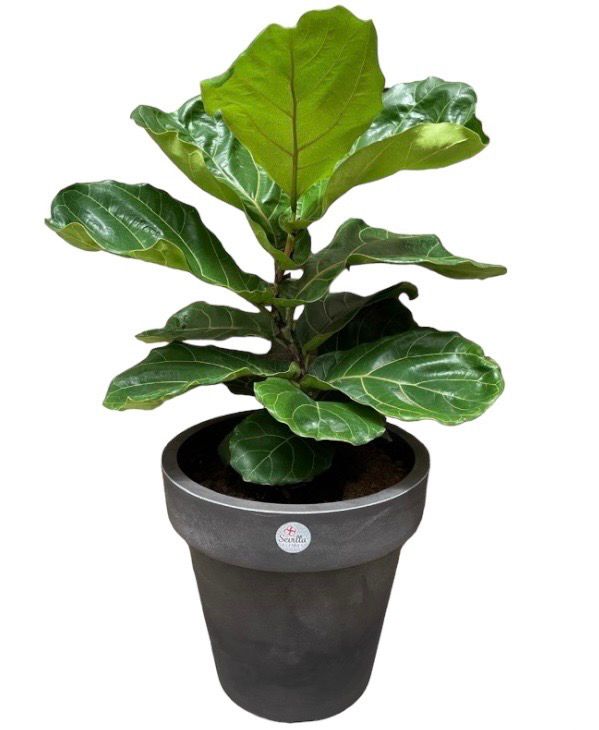 FICUS LYRATA M
