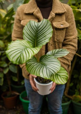 CALATHEA ORBIFOLIA