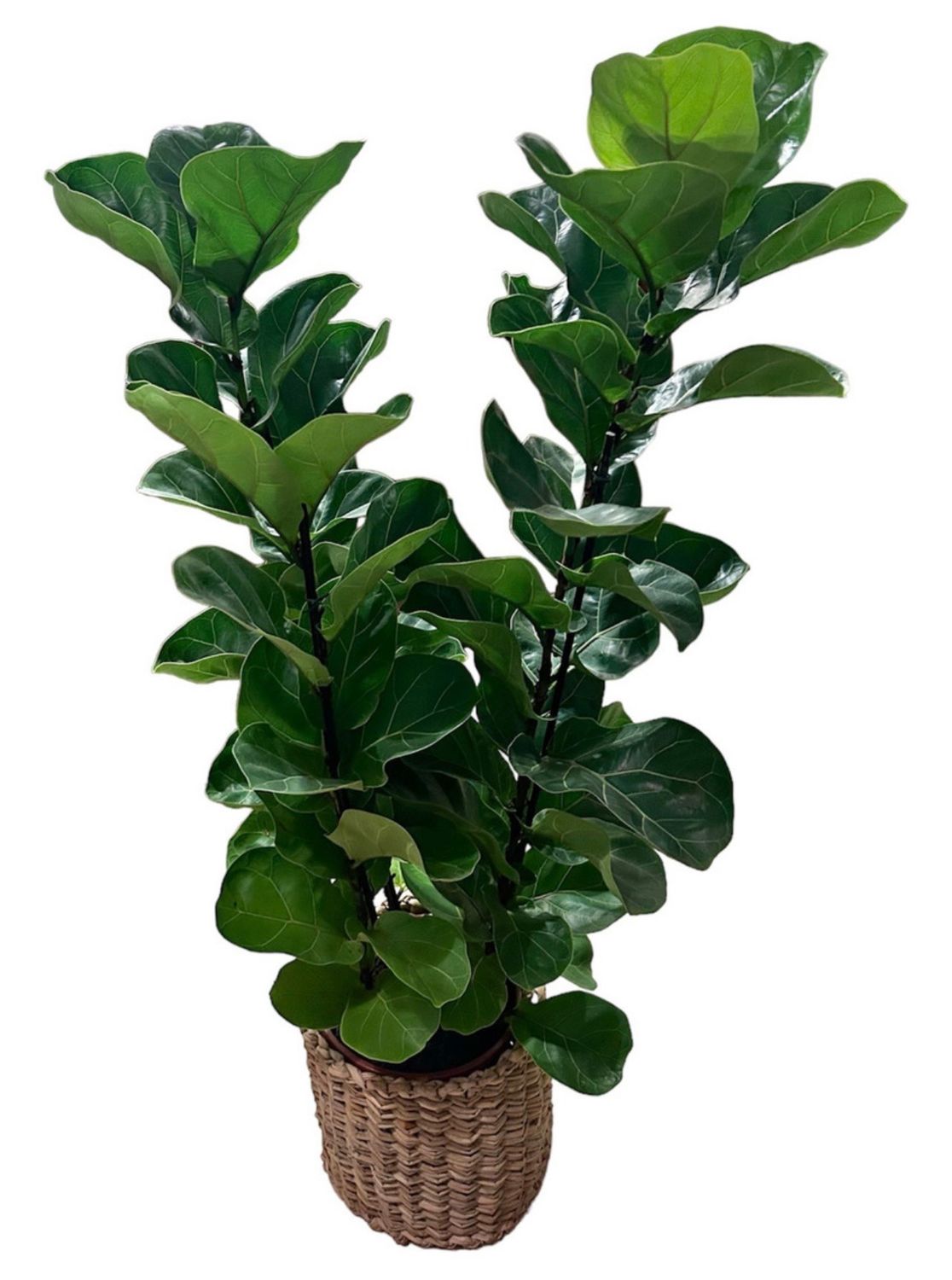 FICUS LYRATA XL
