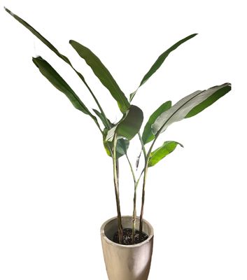 BANANO