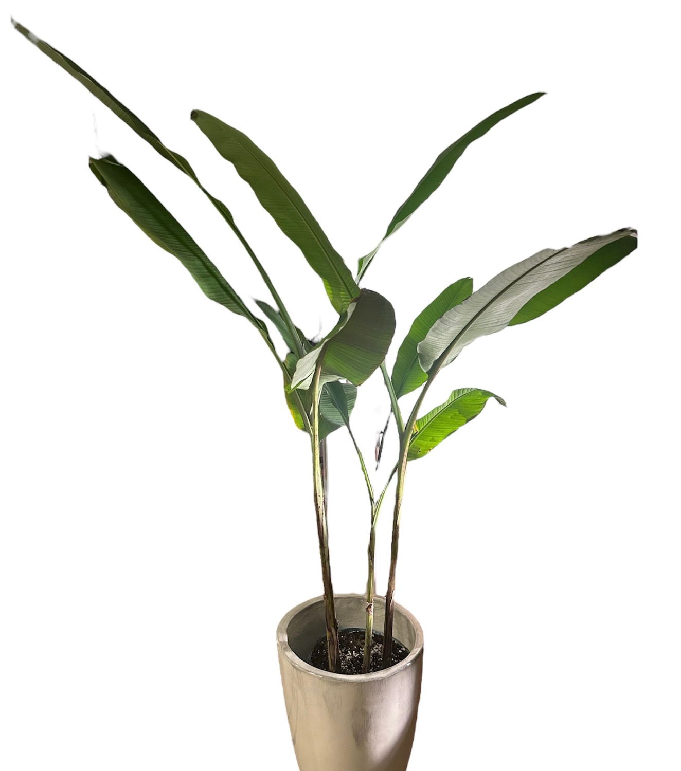 BANANO