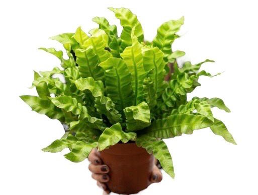 ASPLENIUM CRISPY 