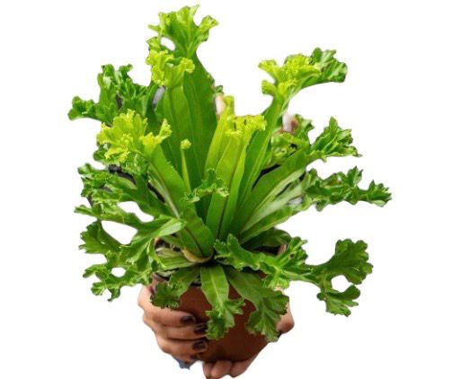 ASPLENIUM LESLIE