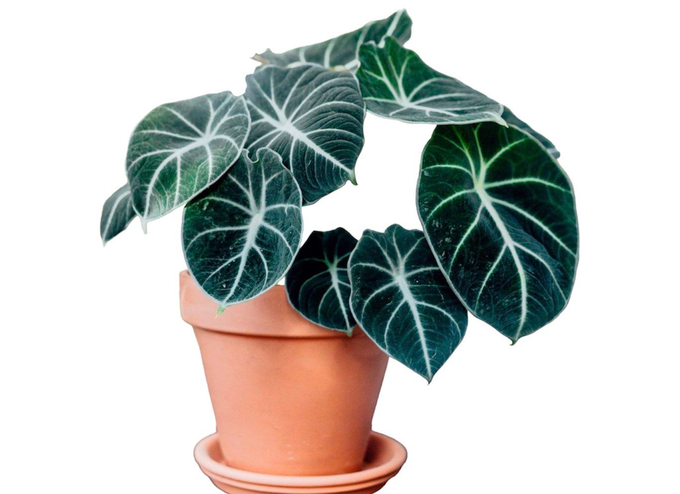 ALOCASIA BLACK VELVET