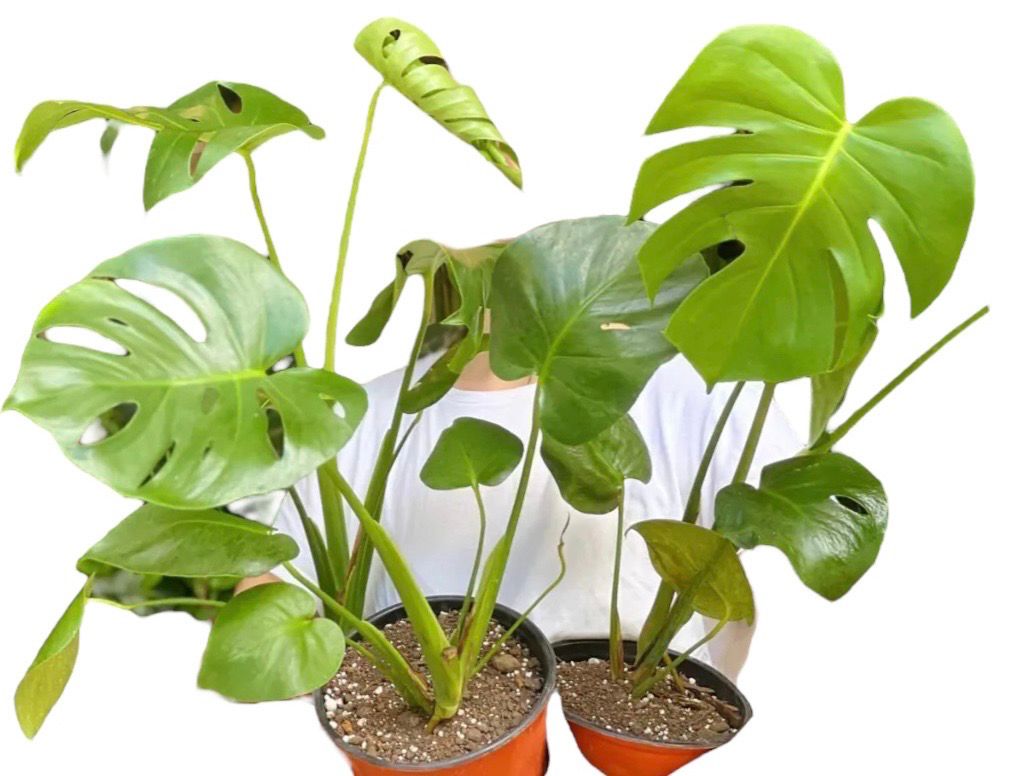 MONSTERA BABY