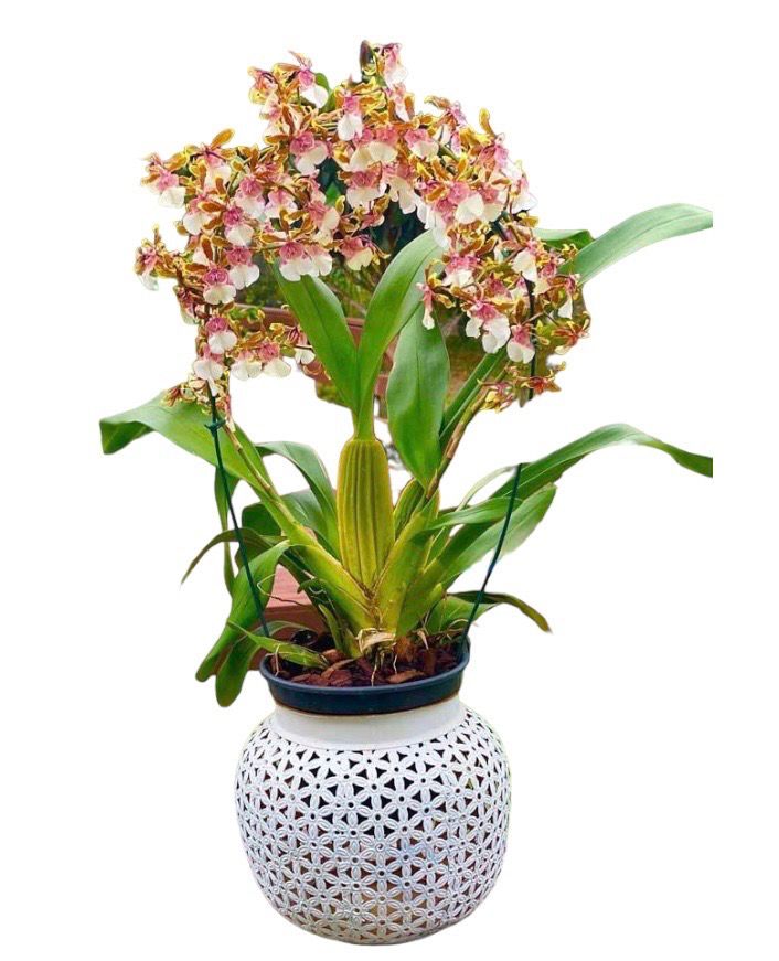 ORQUÍDEA CHOCOLATE