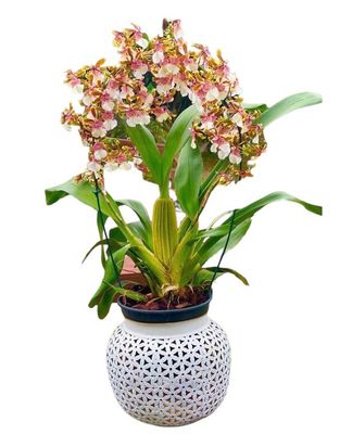 ORQUÍDEA CHOCOLATE