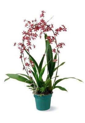 ORQUÍDEA CHOCOLATE