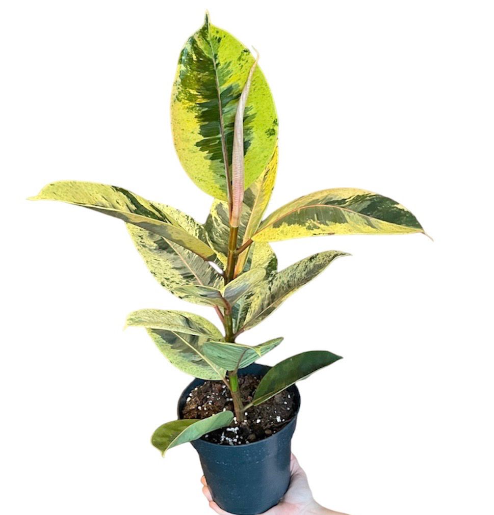 FICUS ELÁSTICA SHIVEREANA