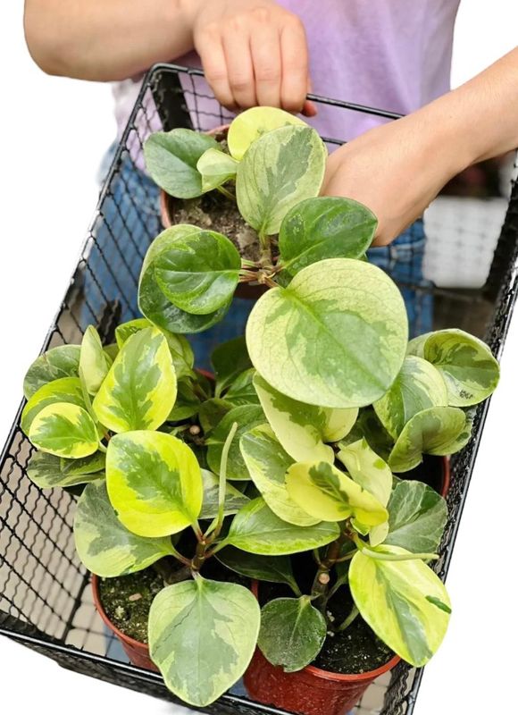 PEPEROMIA VARIEGADA