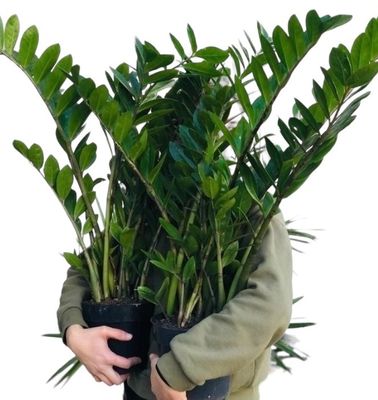 ZAMIOCULCA XL