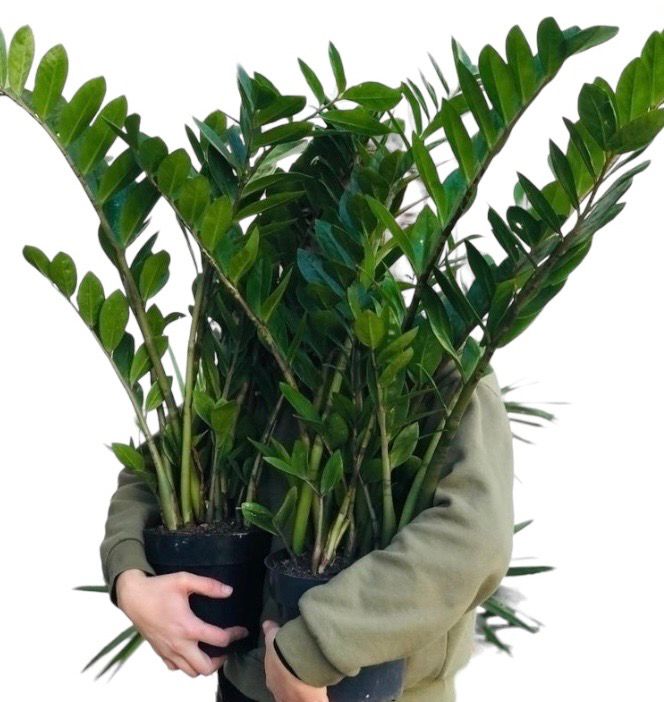 ZAMIOCULCA XL
