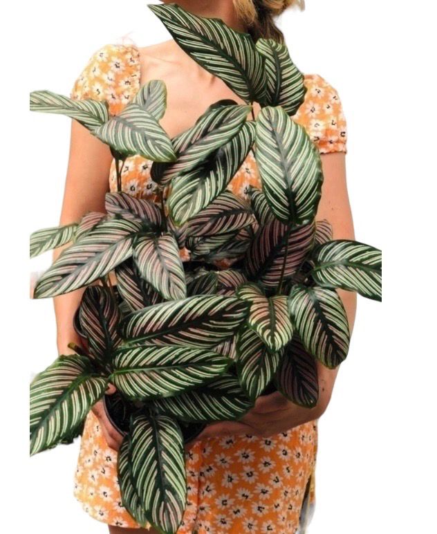 CALATHEA WHITE STAR