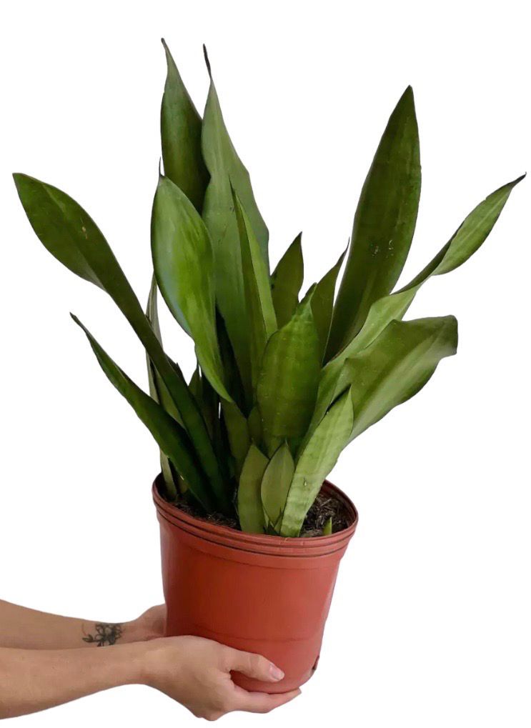 ESPADA SANSEVIERIA MOONSHINE