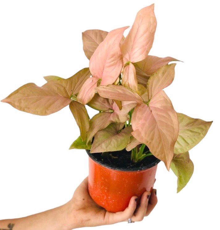 SYNGONIUM PINK