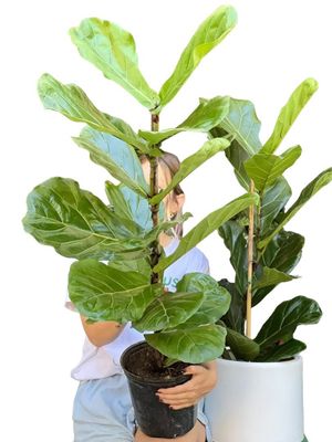 FICUS LYRATA M