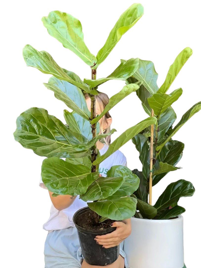 FICUS LYRATA M