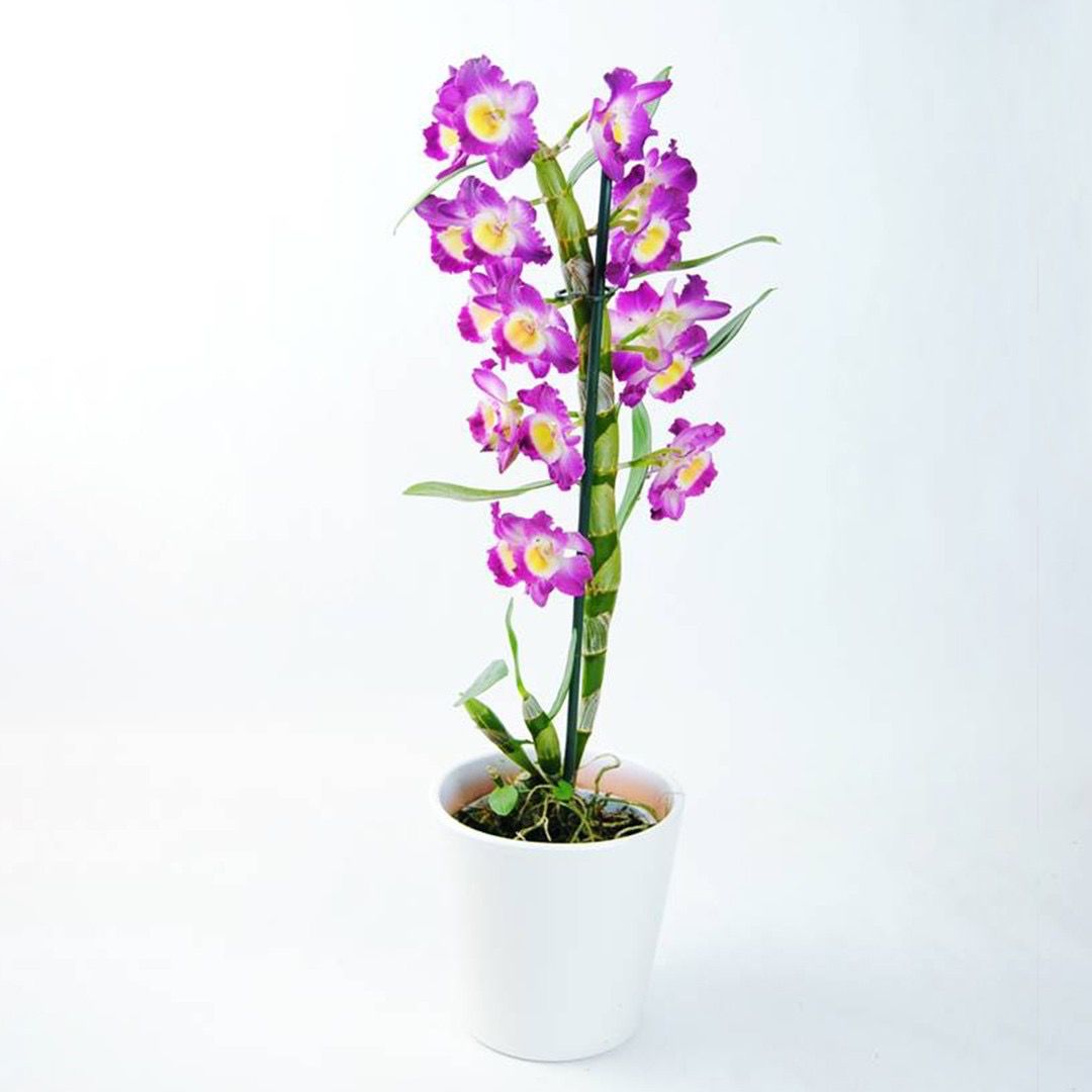 ORQUÍDEA DENDROBIUM