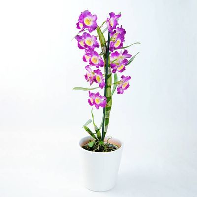 ORQUÍDEA DENDROBIUM