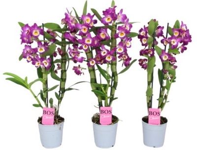 ORQUÍDEA DENDROBIUM