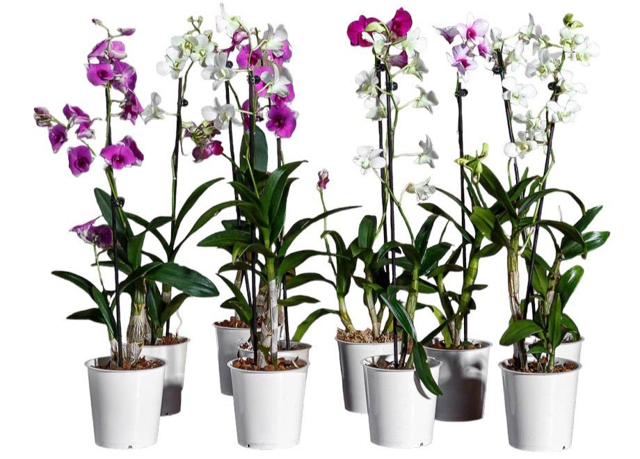 ORQUÍDEA DENPHAL 