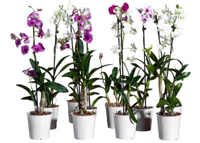 ORQUÍDEA DENPHAL 