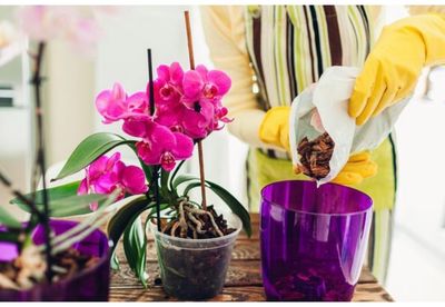 SUSTRATO PARA ORQUÍDEAS 