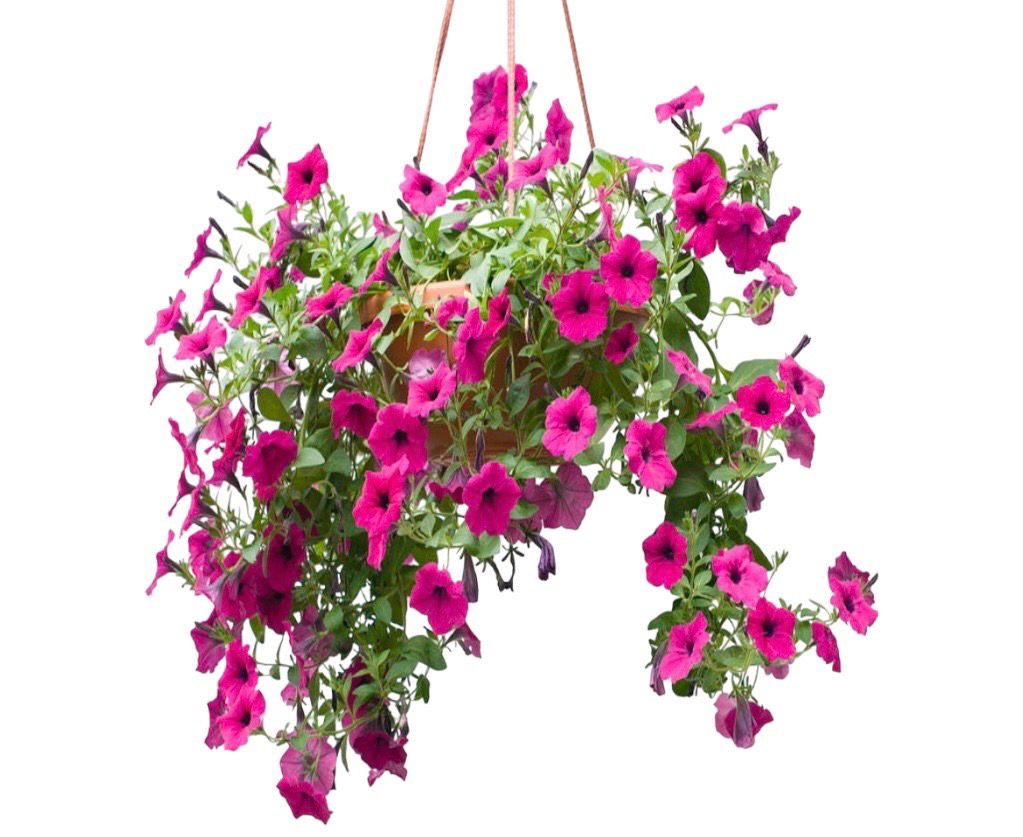 PETUNIA COLGANTE 