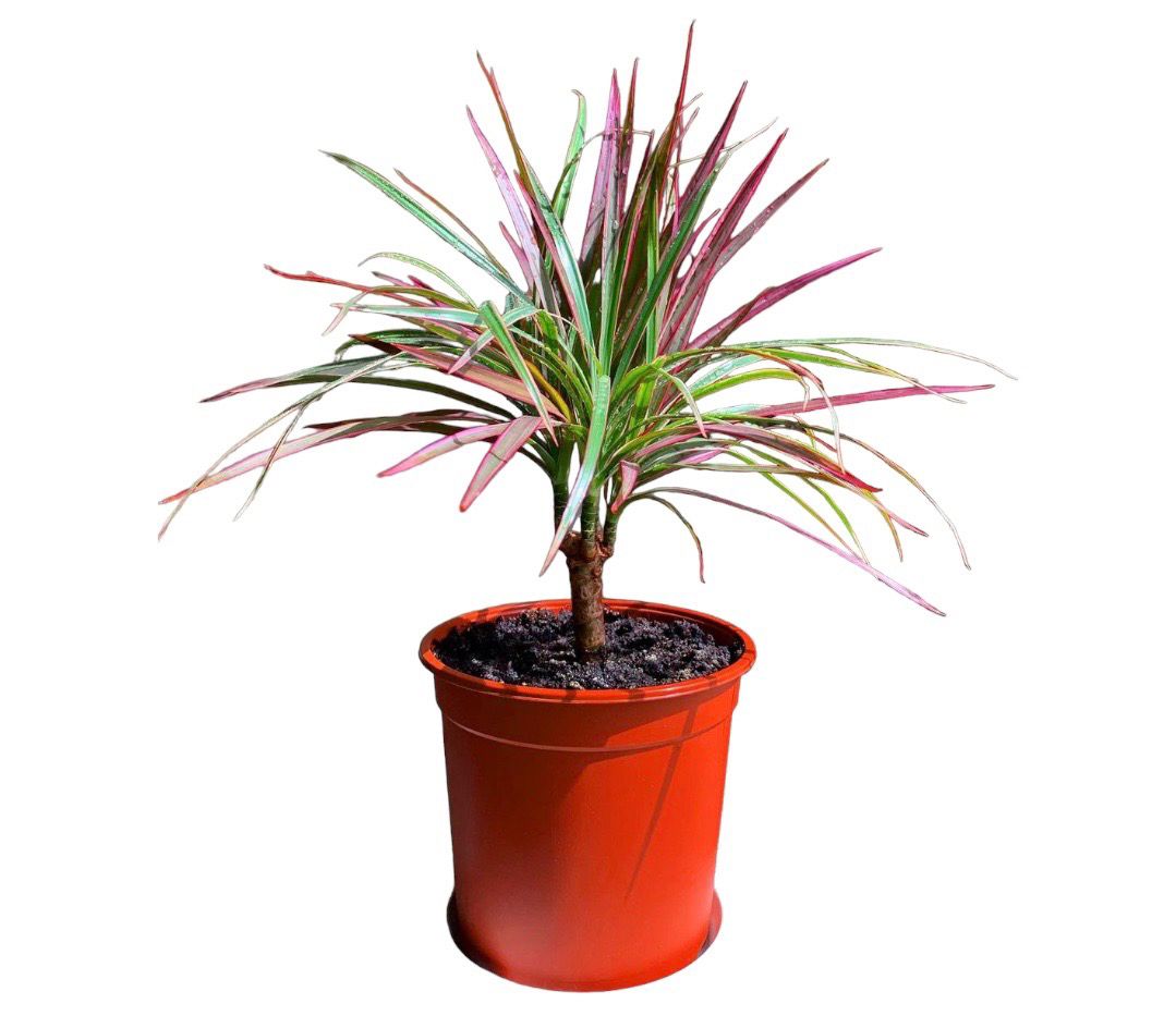 DRACENA TRICOLOR 