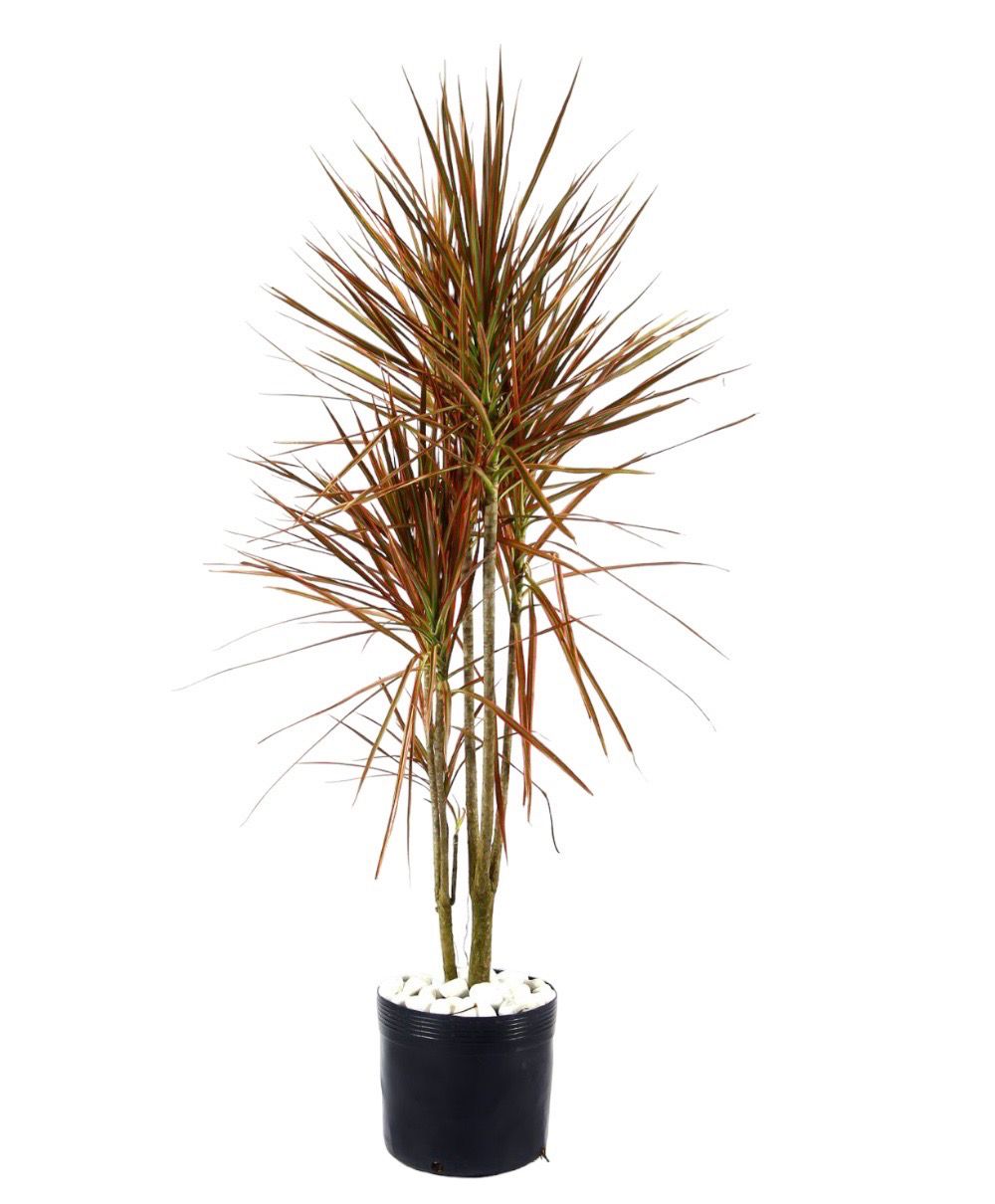 DRACENA TRICOLOR