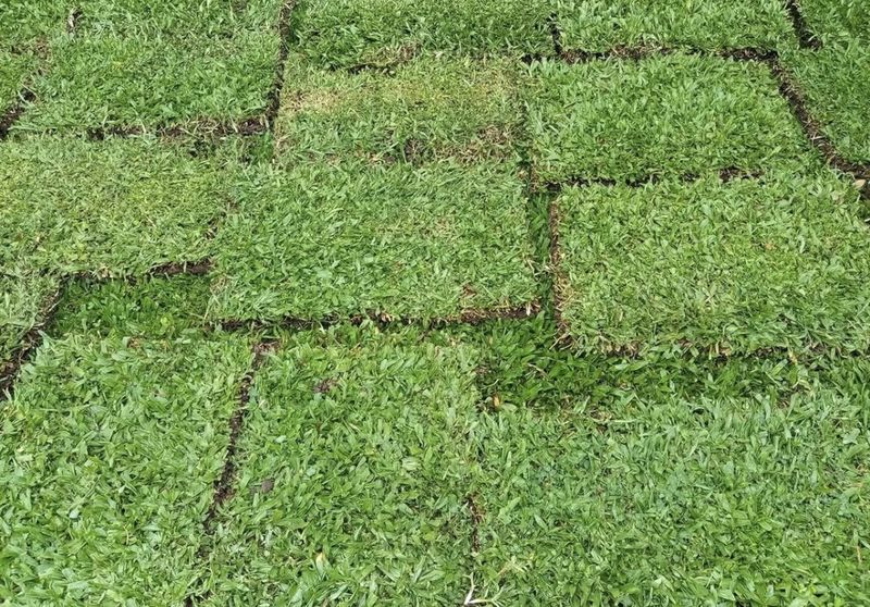 CÉSPED AXONOPUS - 1 M2 