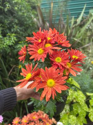 FLOR CRISANTEMO
