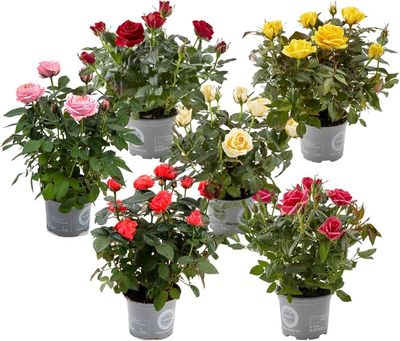 ROSITAS MINI
