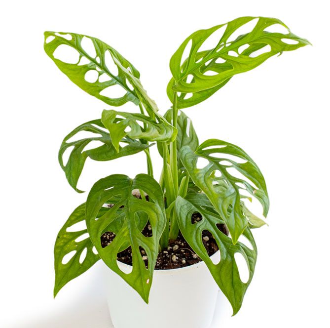 MONSTERA ADANSONII