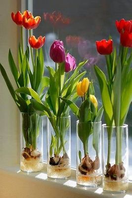 SEMILLAS VARIAS &amp; BULBOS FLORES